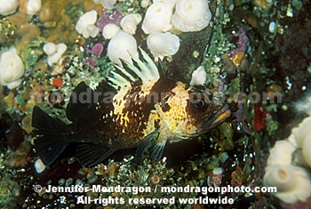 Quillback Rockfish