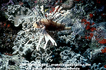 Lionfish