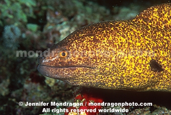 Yellow-margined Moray