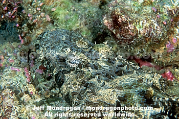 Giant Flathead