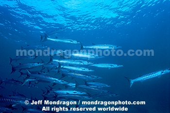 Schooling Chevron Barracuda