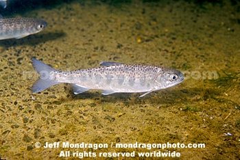 Coho Salmon Parr