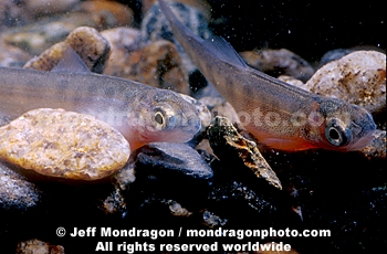 Chinook Salmon Alevin