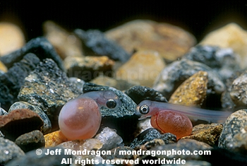 Coho Salmon Eggs Hatching