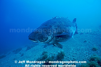 Giant Sea Bass