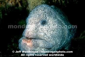 Wolf-eel