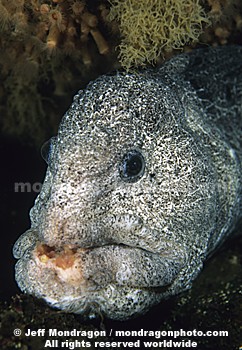 Wolf-eel