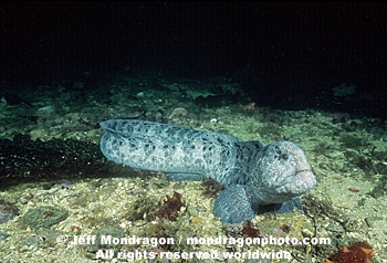 Wolf-eel