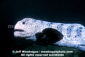 Wolf-eel