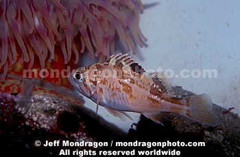 Juvenile Canary Rockfish