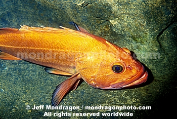 Yelloweye Rockfish