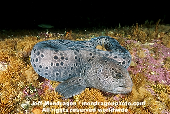 Wolf-eel