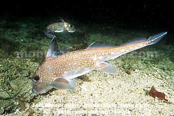 Spotted Ratfish