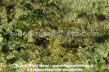 Little Dragonfish (Dragonette)