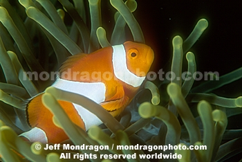 False Clown Anemonefish