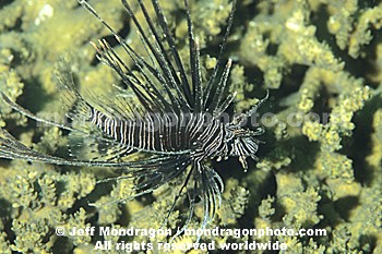 Common Lionfish