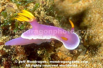 Nudibranch