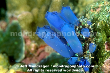 Solitary Ascidian Tunicate