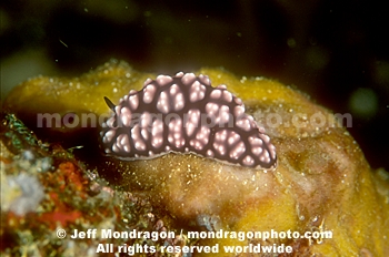 Nudibranch