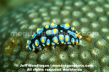 Nudibranch