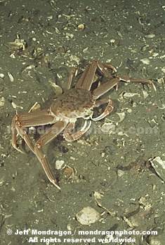 Tanner Crab