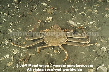 Tanner Crab