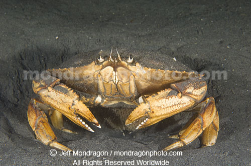 Dungeness Crab