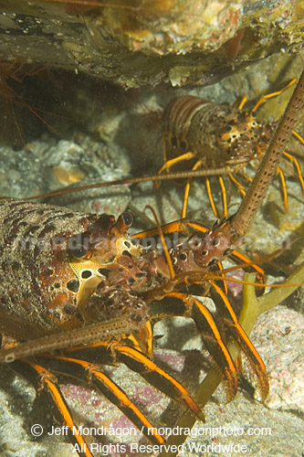 California Spiny Lobster