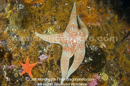 Leather Star starfish 