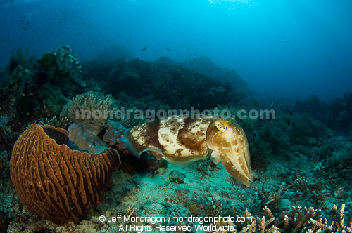 Broadclub Cuttlefish