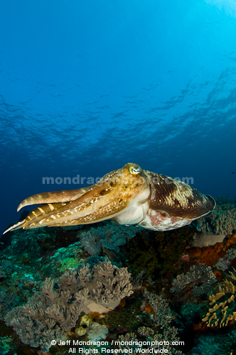 Broadclub Cuttlefish