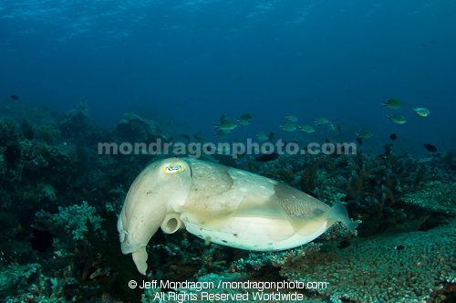 Broadclub Cuttlefish