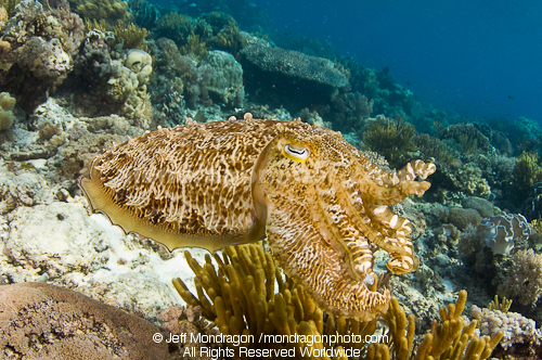 Broadclub Cuttlefish