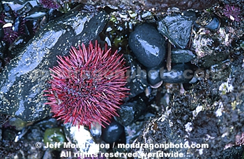 Red Sea Urchin