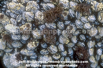 Mussel Bed