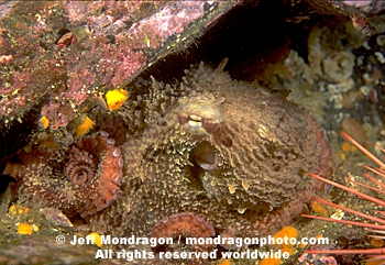 Giant Pacific Octopus