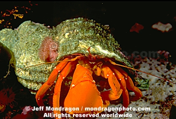 Orange Hermit Crab