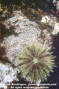 Green Sea Urchin