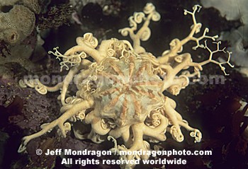 Common Basket Star