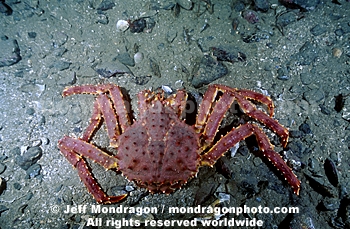 Red King Crab