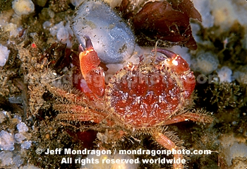 Pygmy Rock Crab