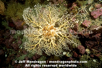 Common Basket Star