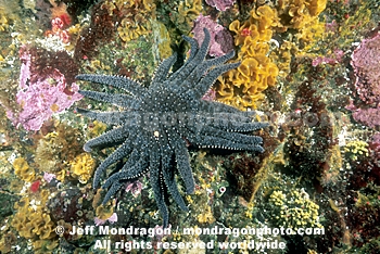 Sunflower Star