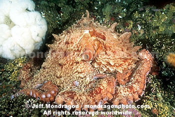 Giant Pacific Octopus