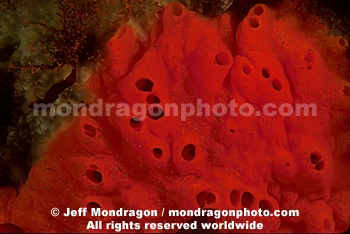 Red Volcano Sponge