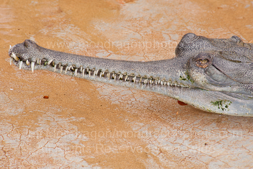 Indian Gharial