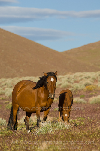 Wild horse mare with colt (baby)