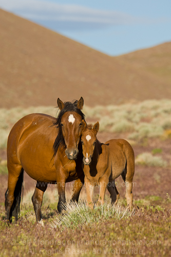 Wild horse mare with colt (baby)