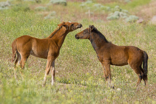 Baby Wild horses (colts)