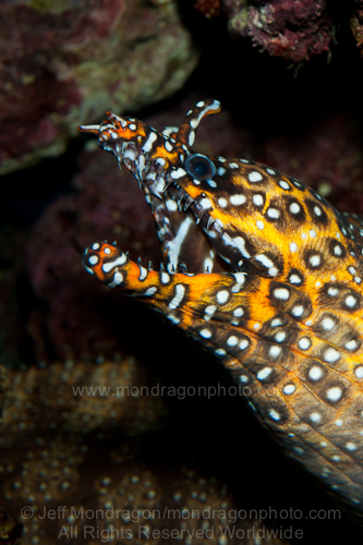 Dragon moray